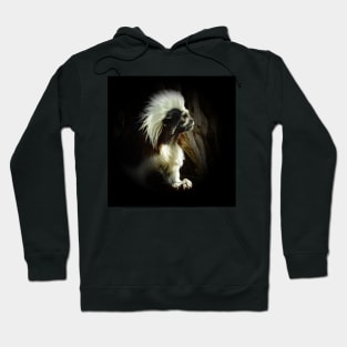 Cotton-top tamarin Hoodie